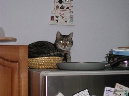 Speedy on top of refrigerator